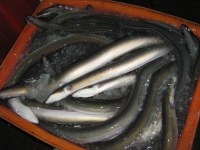 Frozen eau douce Eel