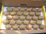 Europes most needed Fresh Kiwi Fruits