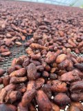 Courtier en fève de cacao et grain de café