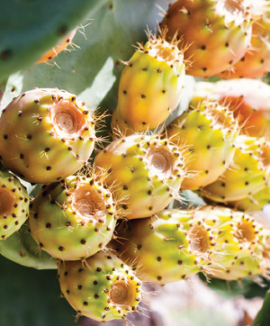 Vente huile de figue de barbarie et huile essentiel