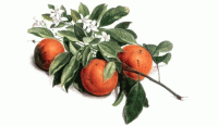 Eau de fleurs d'oranger