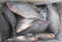 Tilapia entier surgelé