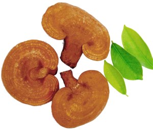 La prestation de Ganoderma Lucidum