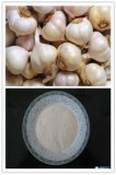 Spray dried garlic powder