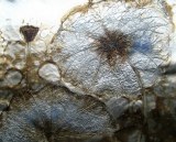 Handpainted silver painting on canvas, high quality, GLD065