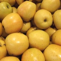 Vends pommes Golden,Granny,Royal gala