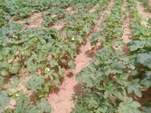 Vente de légumes frais (Gombo, Tomate, Poivron, Aubergine, Jaxatu)