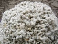 VENTE DE GRAINS DE COTON