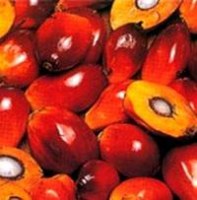 HUILE DE PALME BRUTE (CPO)