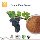 Sucre dans le sang d'équilibrage naturel pur raisin antioxydant extrait de vigne