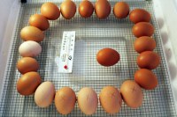 D'œufs à couver de poulet à vendre