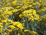 Huile essentielle d'Immortelle - Helichrysum italicum