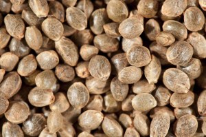 Les graines de chanvre décortiquées