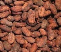 Fermented cocoa beans