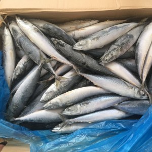 Maquereau congelé de bon qualité 