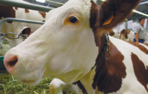 VENTE DE GENISSES PLEINES ET VEAUX D'ENGRAISSEMENT