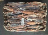Seafood Importer Frozen Argentina Illex Squid