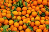EXport tous les types Orange