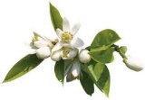 Eau de fleurs d'oranger