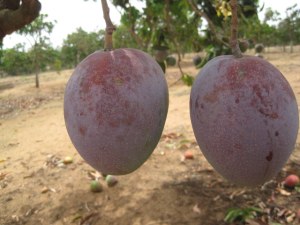 Mangues frais 1º qualité