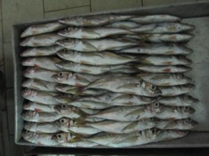Poissons d'Afrique