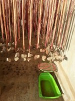 BULLY STICKS FOR DOG