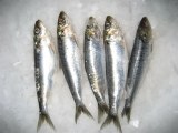 Sardine