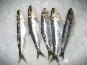 Sardine