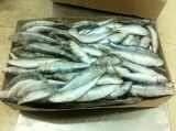 Sardine congelées entières