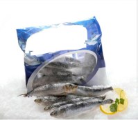 Sardine iqf frozen