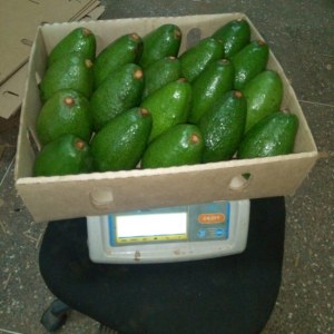Avocado Hass origine Kenya