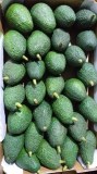 Fruits et légumes origine Maroc pour l'export