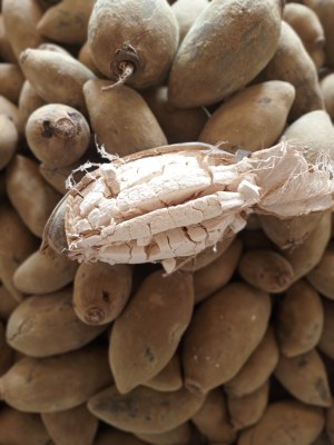 Fruit de baobab en poudre