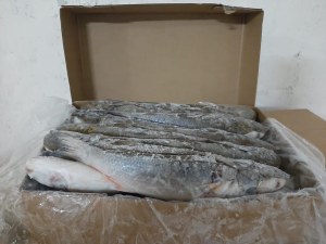 Produits Halieutiques/ surgelés