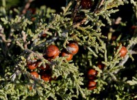Genévrier de mer - Juniperus phoenicea var. turbinata
