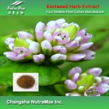 100% Natural Knotweed Herb Extract 8:1 (sales07@nutra-max.com)