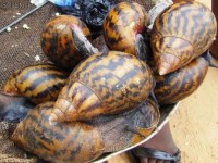 Escargots Terrestres Transformés/Escargots Terrestres Séchés Pour la Vente en Gros