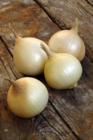 Production et vente IMPORT ET EXPORT des onions