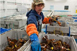 FRESH LIVE FROZEN LOBSTER P ORNATUS - ALL SIZES - FROZEN BASA FILLLET - PANGASIUS...