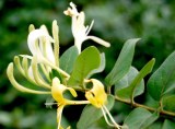 Lonicera Extract/Honeysuckle extract