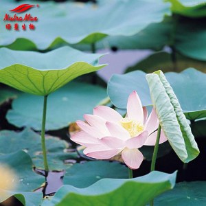 Lotus Leaf Etract (sales07@nutra-max.com)