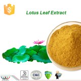Natural weight loss 0.5%n nuciferine Lotus Leaf Extract