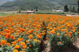 Marigold Extract