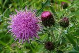 Milk Thistle Extract
