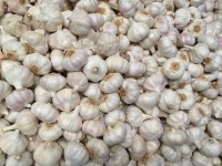 Garlic/ Ajo/ Ail diego@sybarismarket.com