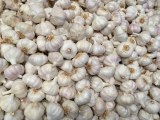 Garlic/ Ajo/ Ail diego@sybarismarket.com