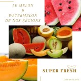 PASTEQUE & MELON
