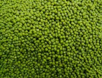 Vert haricot mungo (Premier qualité séché)