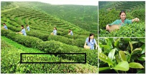 EXPORTATION THE VERT DE CHINE