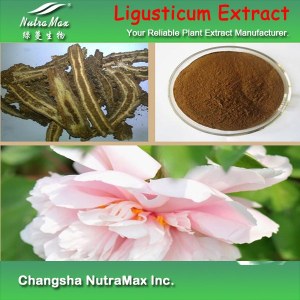 100% Natural Ligusticum Extract 10:1 (sales07@nutra-max.com)